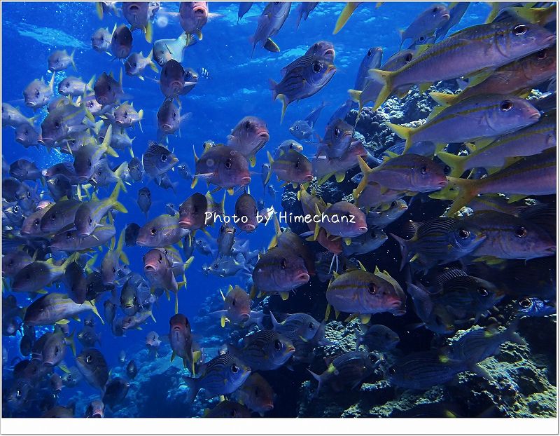 アカヒメジとノコギリダイとたまにアオヤガラの群れ photo by OLYMPUS STYLUS TG-2 Tough
