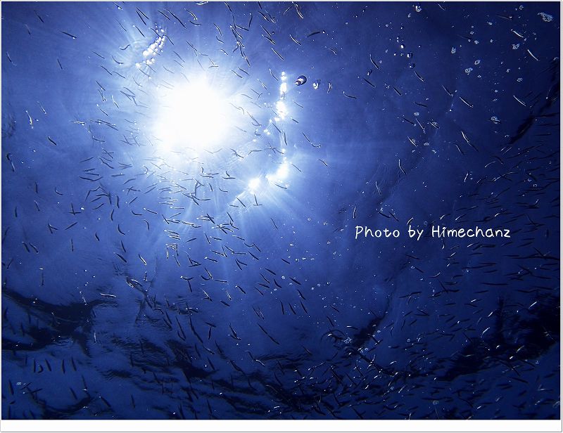 きびなごキラキラ♪ photo by OLYMPUS STYLUS TG-2 Tough