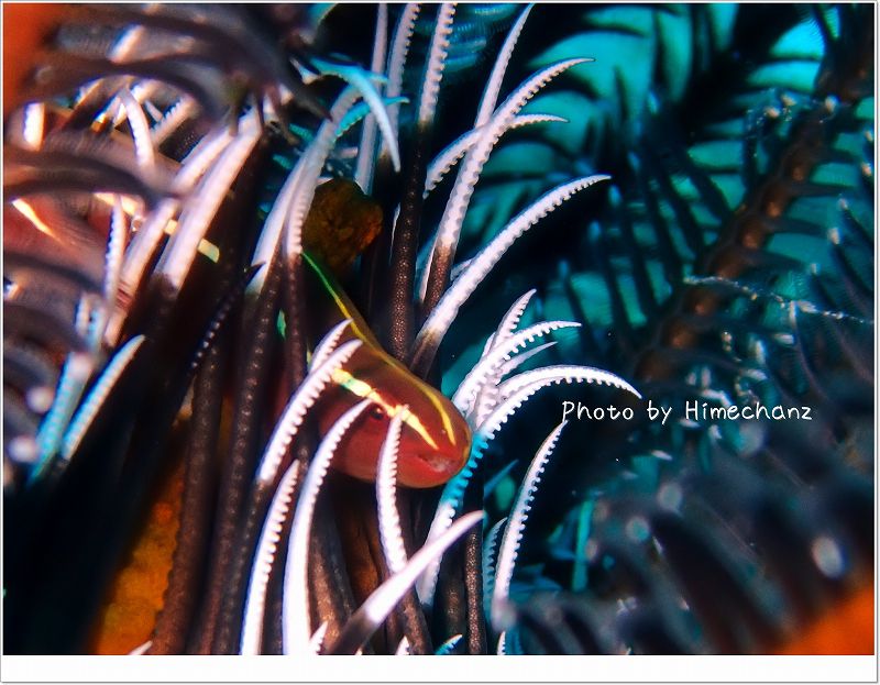 心なしか笑ってるような?(ウミシダウバウオ) photo by OLYMPUS STYLUS TG-2 Tough