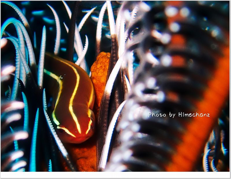 可愛すぎてテンションあがりました!(ウミシダウバウオ) photo by OLYMPUS STYLUS TG-2 Tough