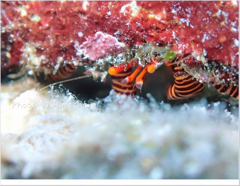 シマシマが素敵なヤドカリさん photo by OLYMPUS STYLUS TG-2 Tough