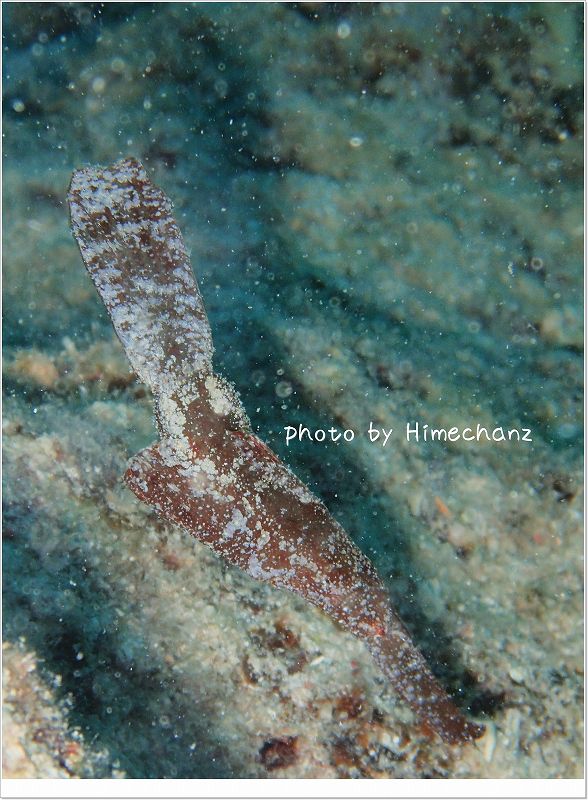 海藻にしか見えないカミソリウオ photo by OLYMPUS STYLUS TG-2 Tough