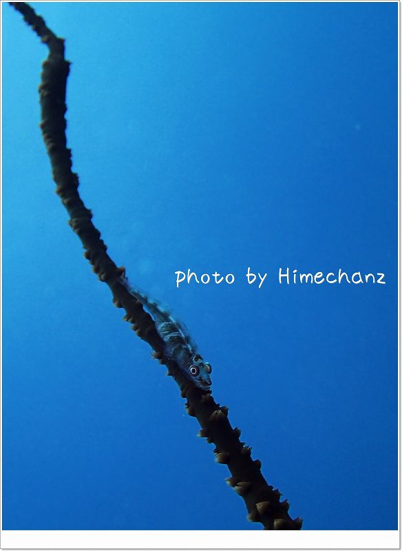 いつ卵産むんだろう?おなかパンパンガラスハゼ photo by OLYMPUS STYLUS TG-2 Tough