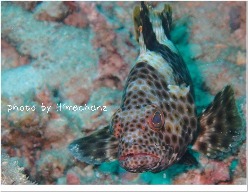 可愛いシロブチハタ photo by OLYMPUS STYLUS TG-2 Tough