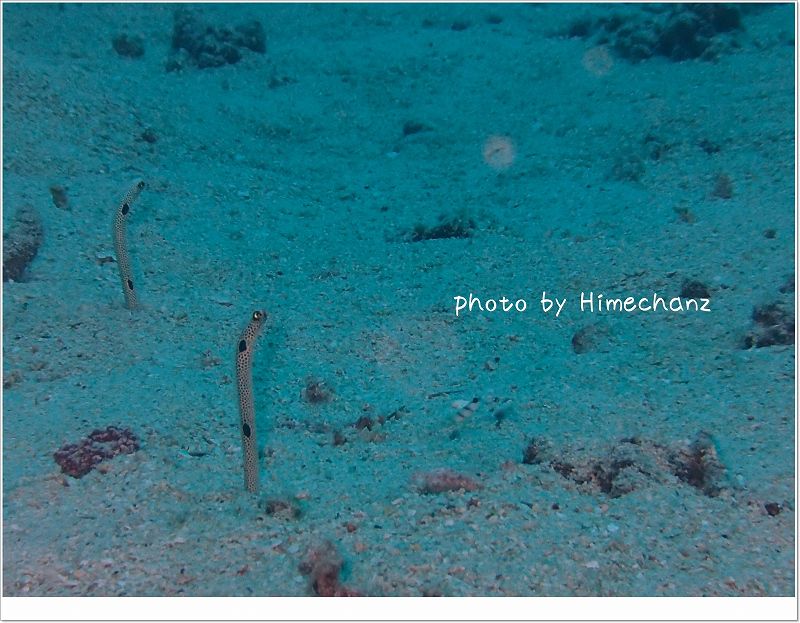 今から近づいてみます! photo by OLYMPUS STYLUS TG-2 Tough