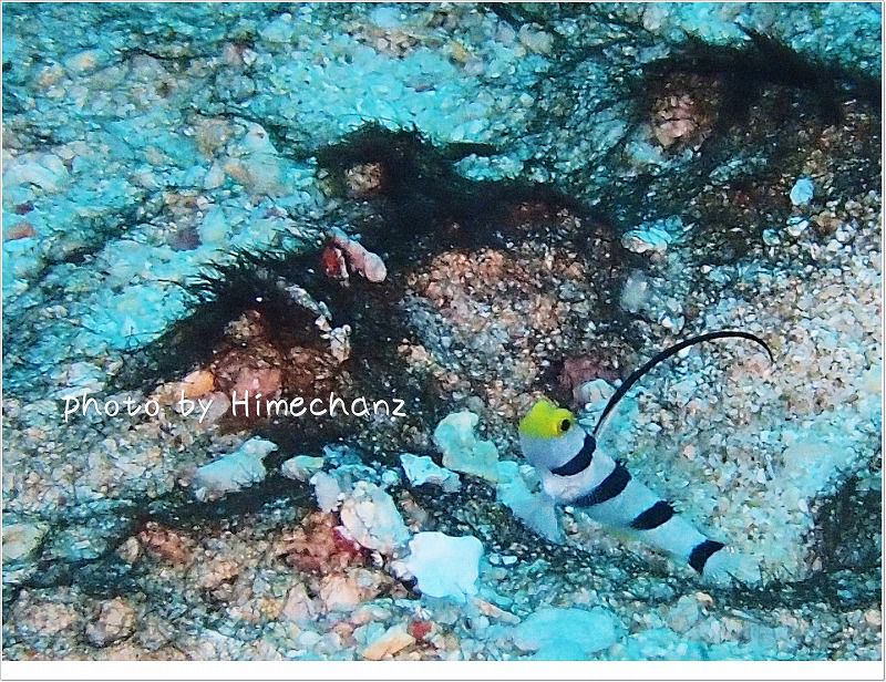 可愛い☆ヒレナガネジリンボウ photo by OLYMPUS STYLUS TG-2 Tough