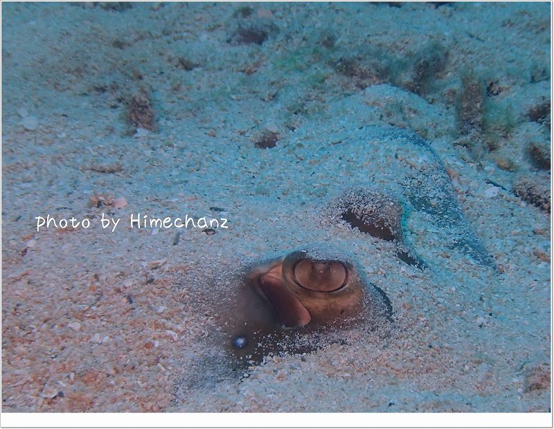 砂を被ったヤッコエイ! photo by OLYMPUS STYLUS TG-2 Tough