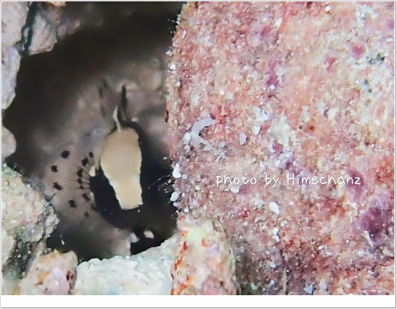 穴の奥でモジモジ(オドリハゼ) photo by OLYMPUS STYLUS TG-2 Tough