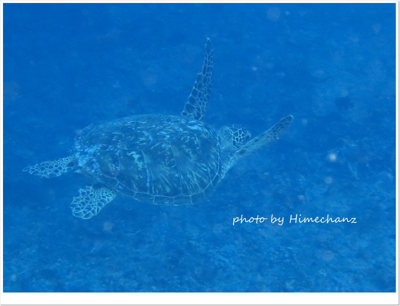 遊泳中のカメちゃんに遭遇♪ photo by CANON PowerShot S100