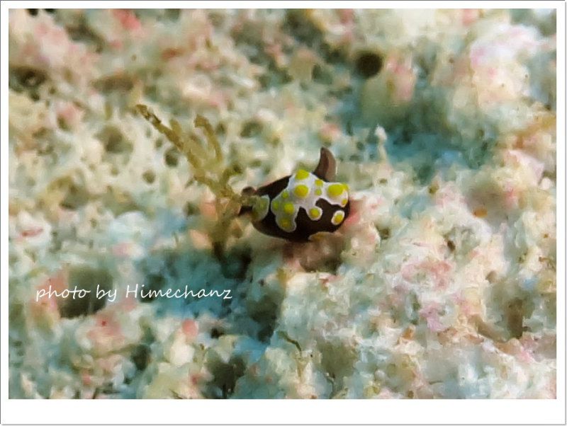 米粒より小さいトンプソンアワツブガイ photo by CANON PowerShot S100