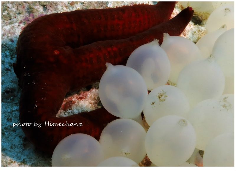 イカの卵がエイリアンの卵に見えて仕方ないw photo by CANON PowerShot S100