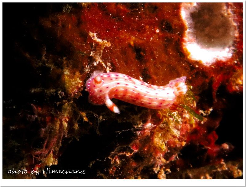 センテンイロウミウシ photo by CANON PowerShot S100