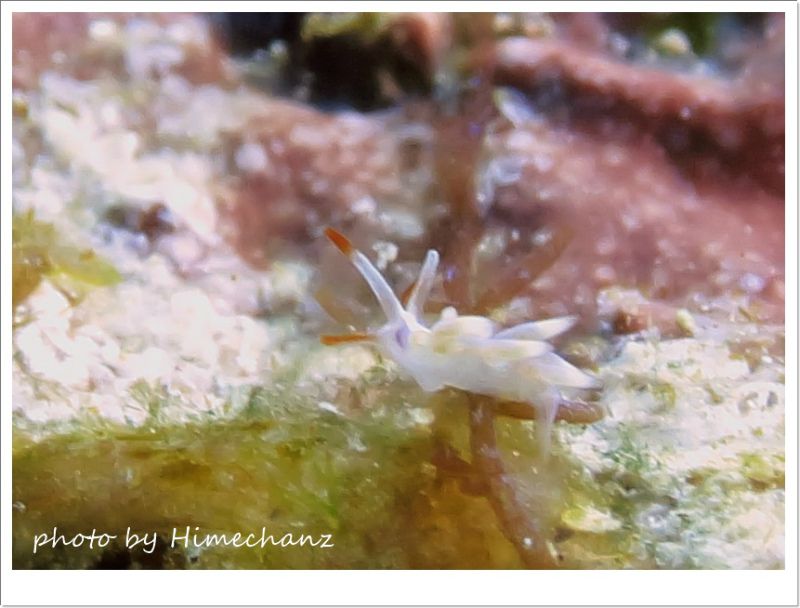 ちっちゃすぎてよくわからんミノウミウシ photo by CANON PowerShot S100