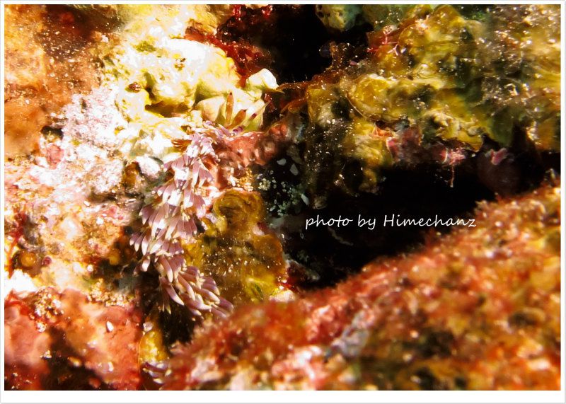 ムカデミノウミウシ photo by CANON PowerShot S100