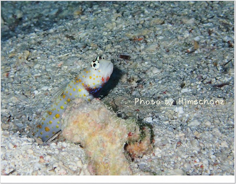 サッカーボール君(ヤマブキハゼ) photo by OLYMPUS STYLUS TG-2 Tough