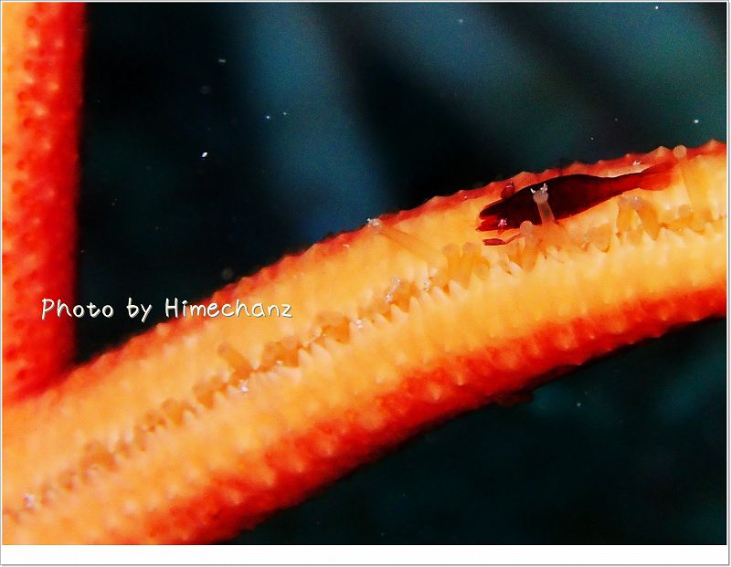 ヒトデヤドリエビ photo by OLYMPUS STYLUS TG-2 Tough