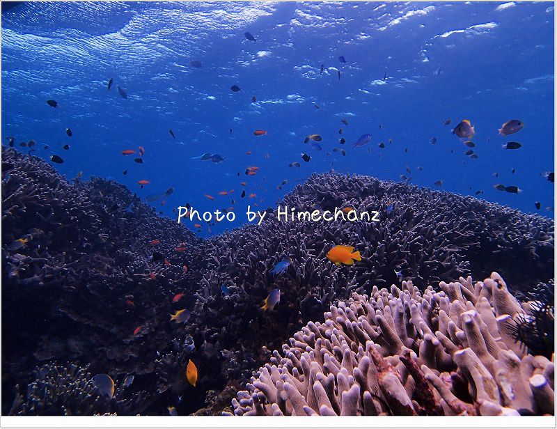 ハナゴイ&各種スズメダイの乱舞でうっとり photo by OLYMPUS STYLUS TG-2 Tough