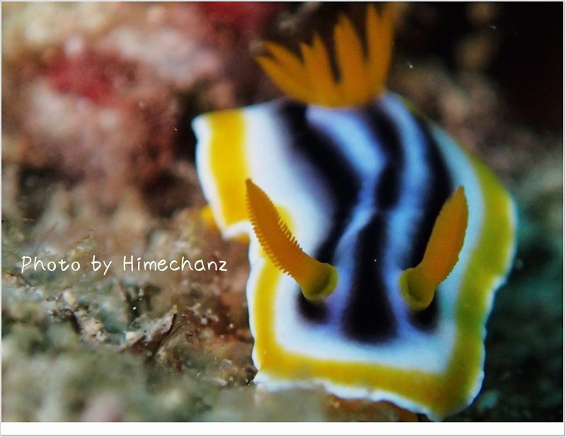 シライトウミウシ photo by OLYMPUS STYLUS TG-2 Tough