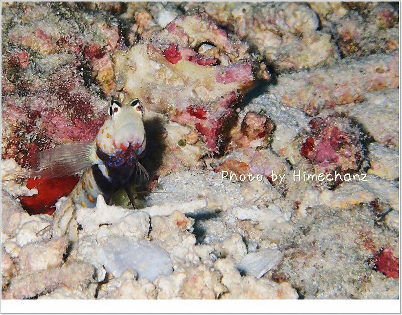 サッカーボール君ことヤマブキハゼ photo by OLYMPUS STYLUS TG-2 Tough