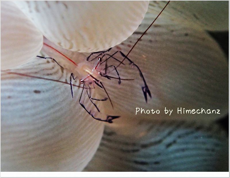 ちっこいエビ。バブルコーラルシュリンプ photo by OLYMPUS STYLUS TG-2 Tough