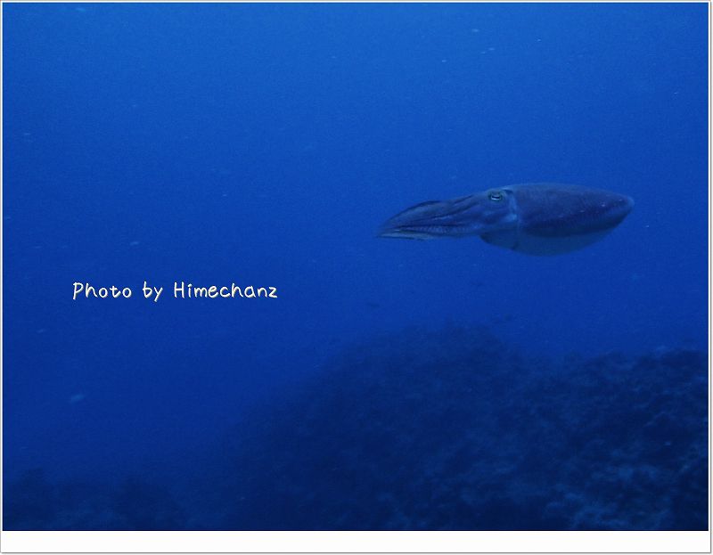 逃げていく~コブシメ。 photo by OLYMPUS STYLUS TG-2 Tough