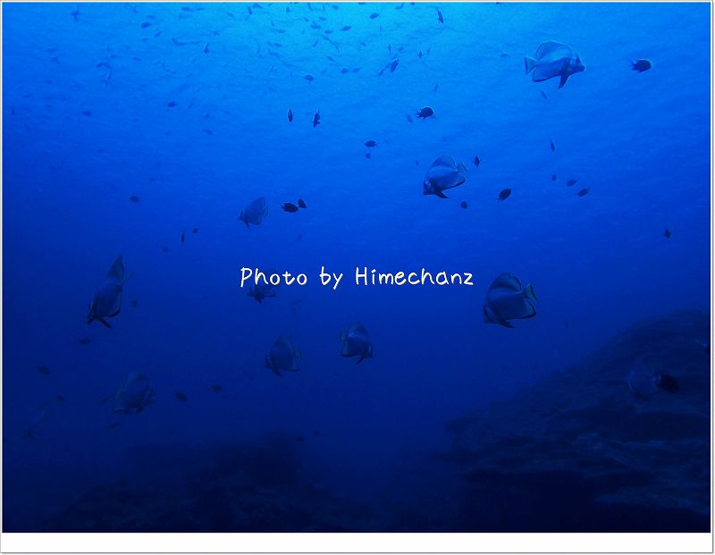 アカククリの群れ(影ですが) photo by OLYMPUS STYLUS TG-2 Tough