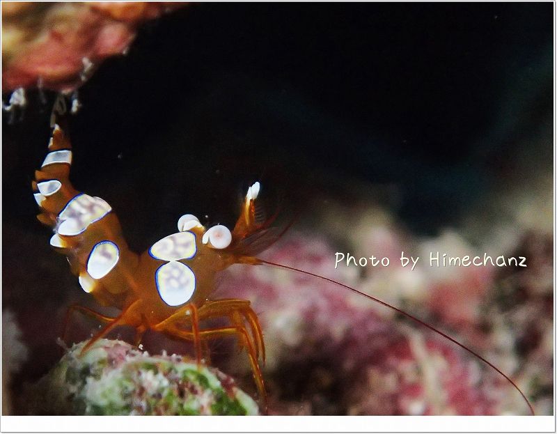 石垣の子はでかい。イソギンチャクモエビ photo by OLYMPUS STYLUS TG-2 Tough