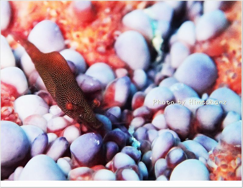 ヒトデヤドリエビ photo by OLYMPUS STYLUS TG-2 Tough