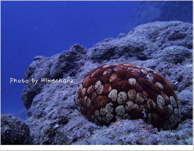 ヒトデの宿主だったマンジュウヒトデ photo by OLYMPUS STYLUS TG-2 Tough