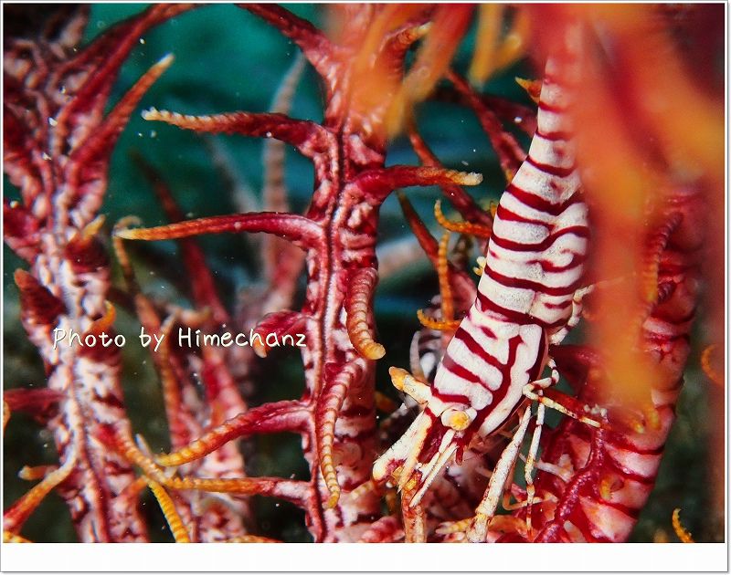 バサラカクレエビ photo by OLYMPUS STYLUS TG-2 Tough