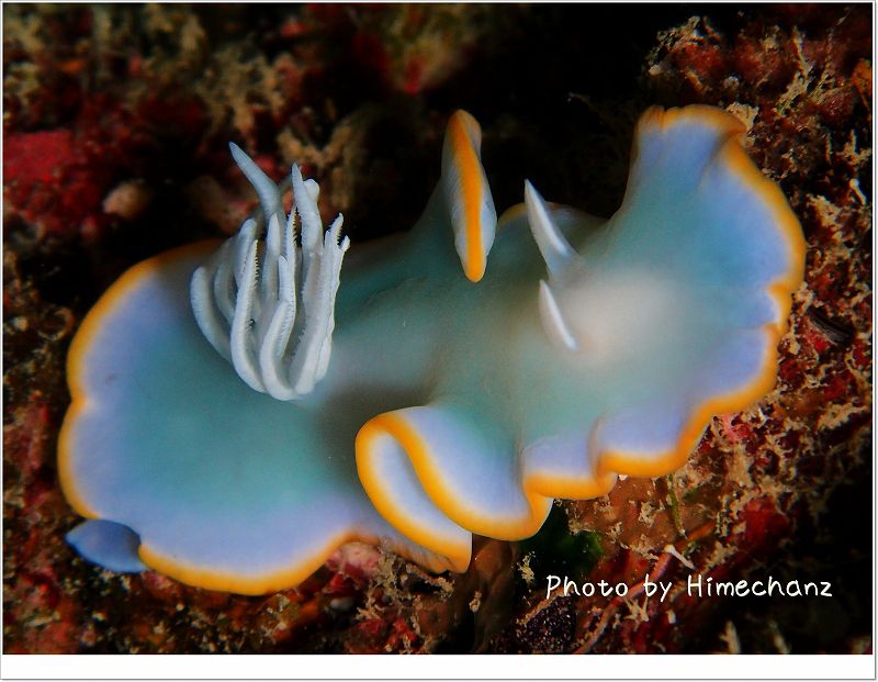 メレンゲウミウシ photo by OLYMPUS STYLUS TG-2 Tough