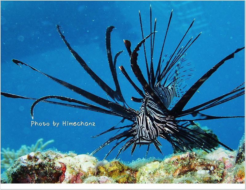 ハナミノカサゴ幼魚 photo by OLYMPUS STYLUS TG-2 Tough