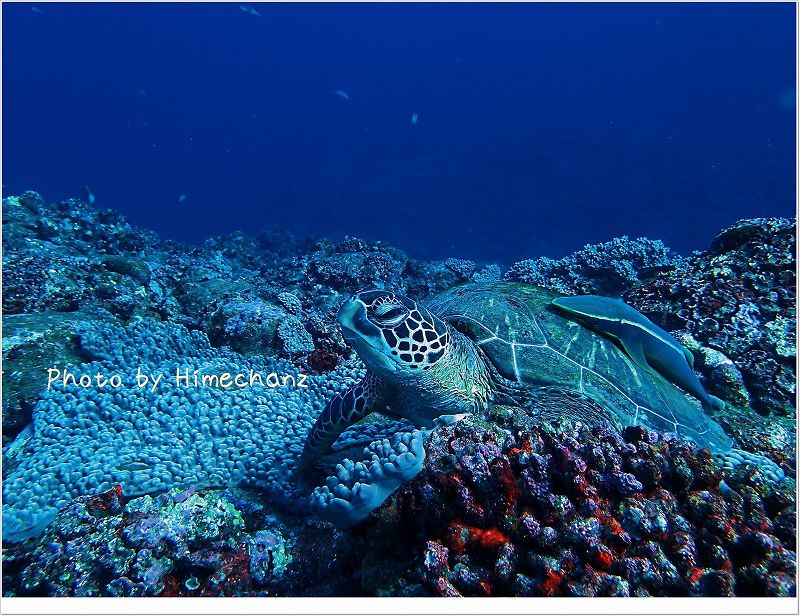 背中とおなかに1匹ずつコバンザメ。 アオウミガメ photo by OLYMPUS STYLUS TG-2 Tough