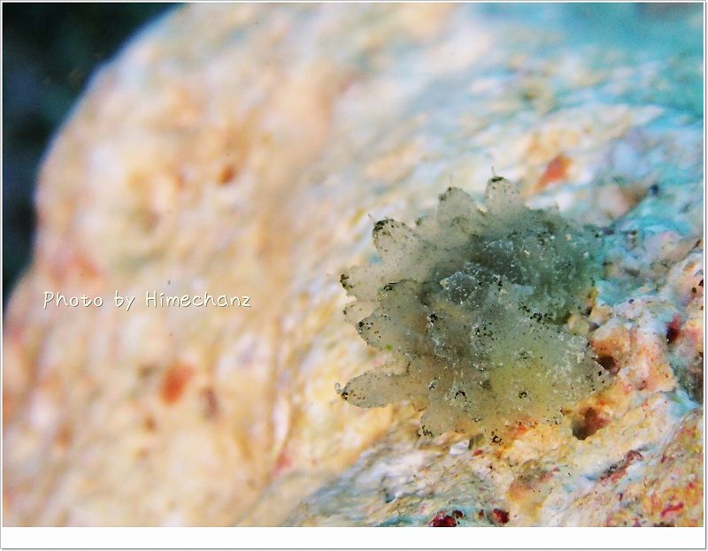 謎のイキモノ。ナマコの子供か? photo by OLYMPUS STYLUS TG-2 Tough