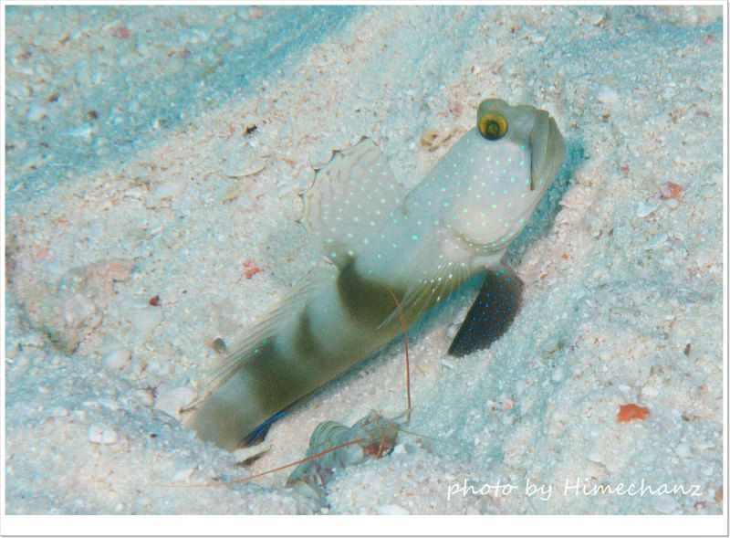 ギンガハゼ シルバーバージョン photo by Nikon D300