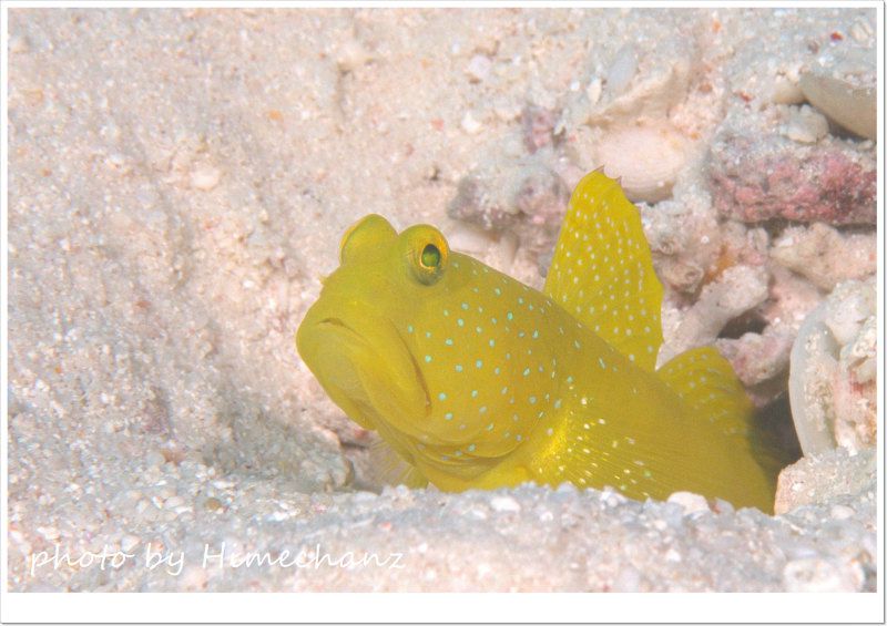 ギンガハゼ イエローバージョン photo by Nikon D300