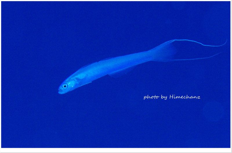 ハナハゼ photo by Nikon D300