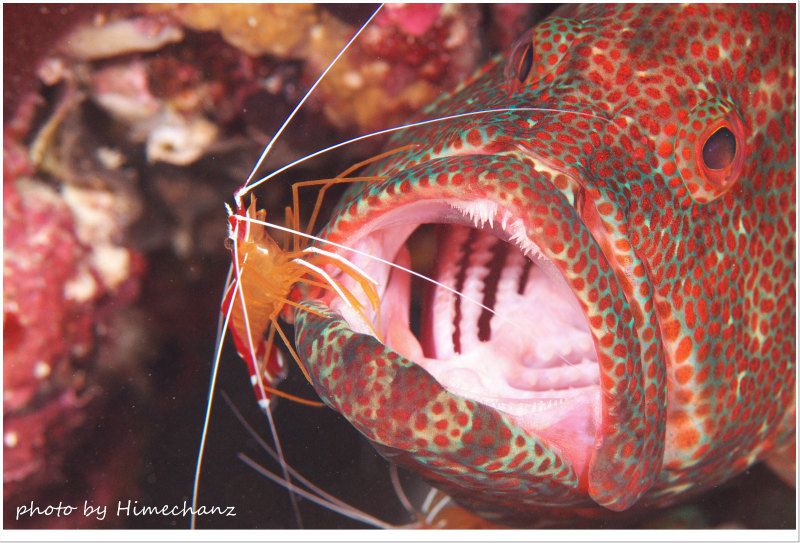 アザハタをクリーニングするアカシマシラヒゲエビ photo by Nikon D300