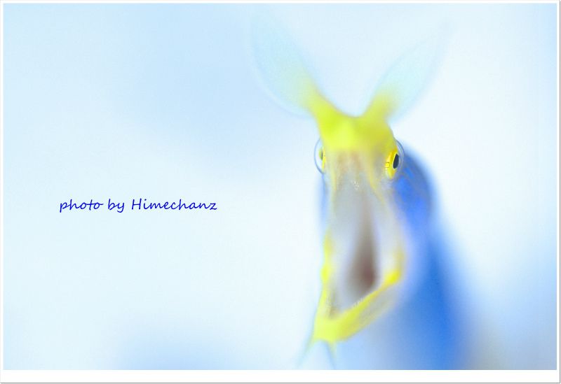 3本潜ってよかった！みさこの今年最終ダイビングに嬉しいお言葉いただきました♪