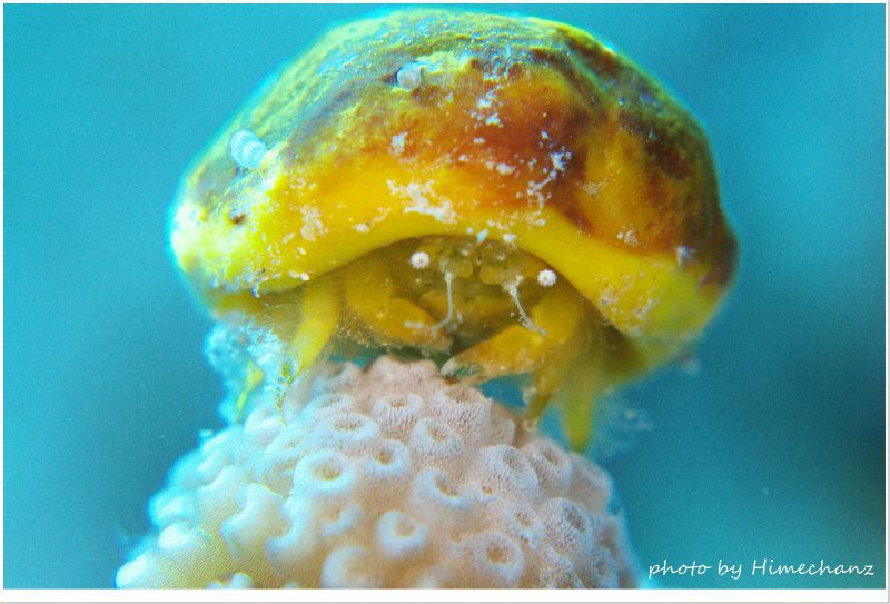 アフロ星人 photo by Nikon D300