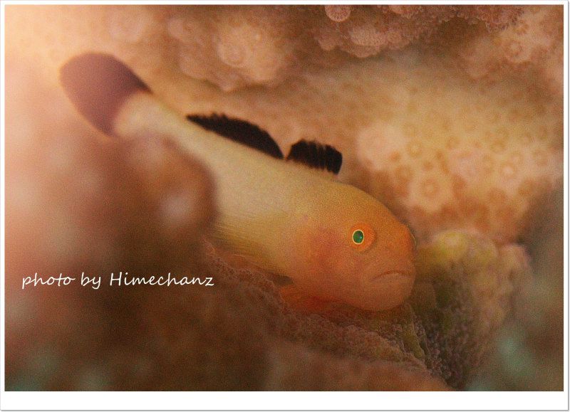 カサイダルマハゼ photo by Nikon D300