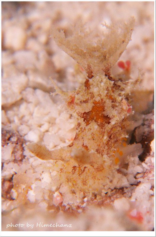 何でしょか!?ウミウシ photo by Nikon D300