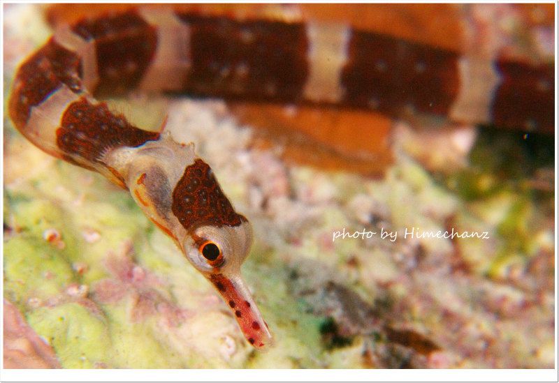 オビイシヨウジ photo by Nikon D300