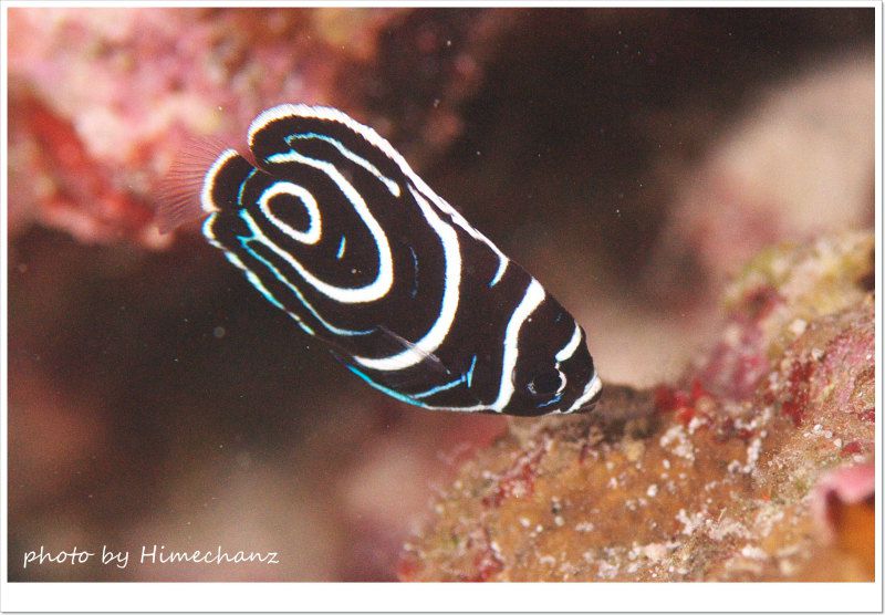 タテジマキンチャクダイの幼魚 photo by Nikon D300