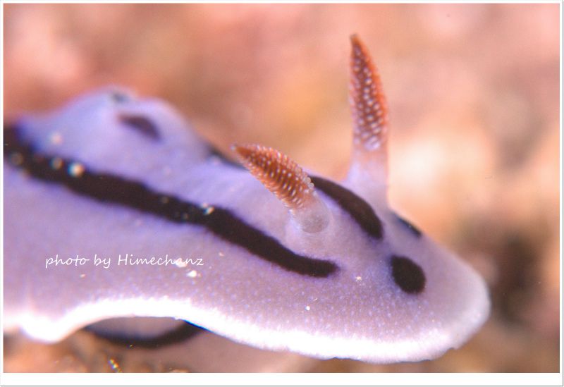 ミゾレウミウシ photo by Nikon D300