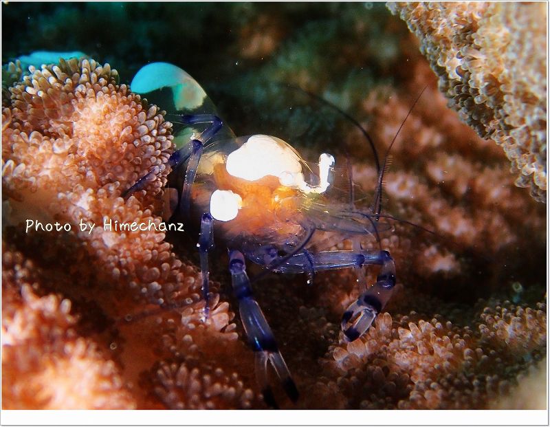 イソギンチャクエビ photo by OLYMPUS STYLUS TG-2 Tough