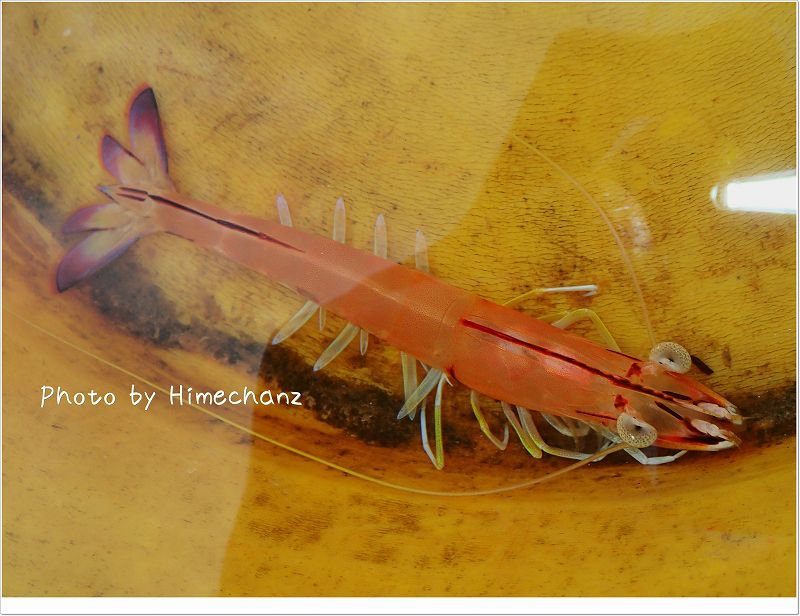 フトミゾエビ photo by OLYMPUS STYLUS TG-2 Tough