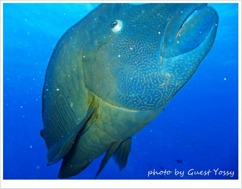 石垣島にもナポはいるけど、こんなに迫ってこないよねw photo by CANON PowerShot S90