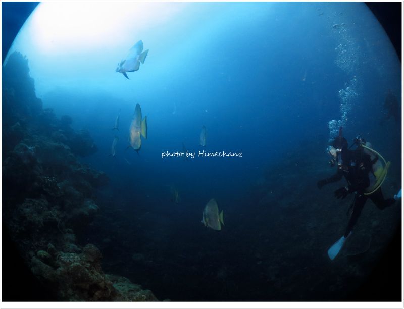 今日もたくさんのアカククリがいました♪ photo by CANON PowerShot S100