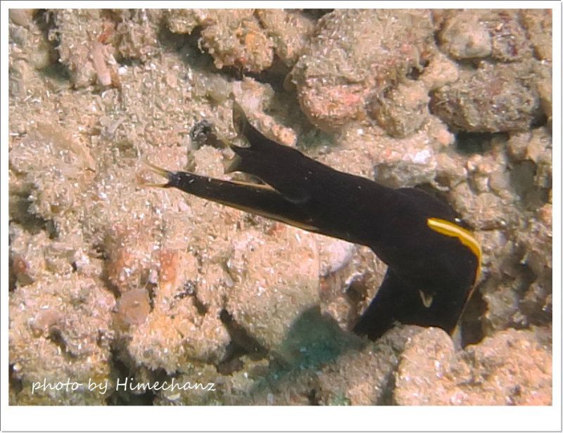 ハナヒゲウツボ幼魚 photo by CANON PowerShot S100